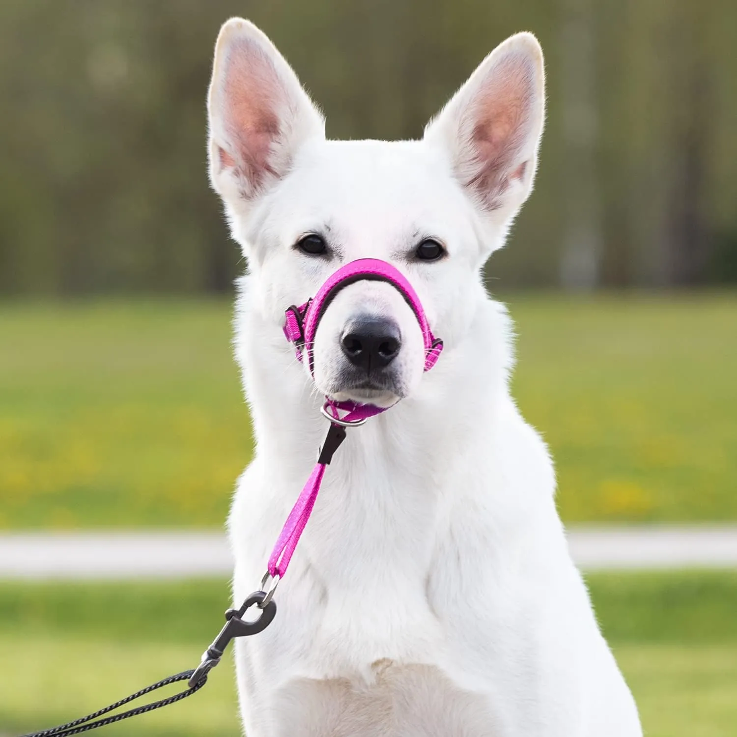 GoodBoy Dog Head Halter with Safety Strap - Stops Heavy Pulling On The Leash - Padded Headcollar for Small Medium and Large Dog Sizes - Head Collar Training Guide Included (Size 3, Pink Nylon)
