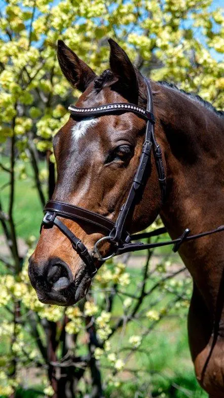 Patent Mid Thin Crystal Wave Snaffle Bridle