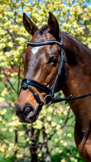 Patent Mid Thin Crystal Wave Snaffle Bridle