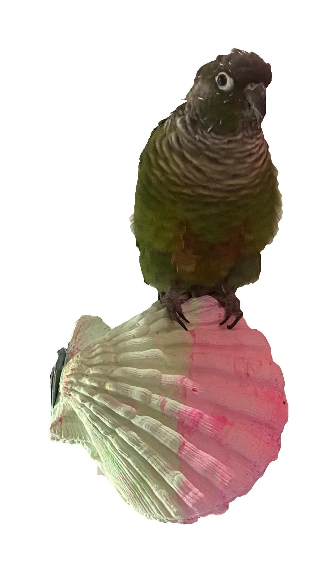 Polly's Comfy Clams
