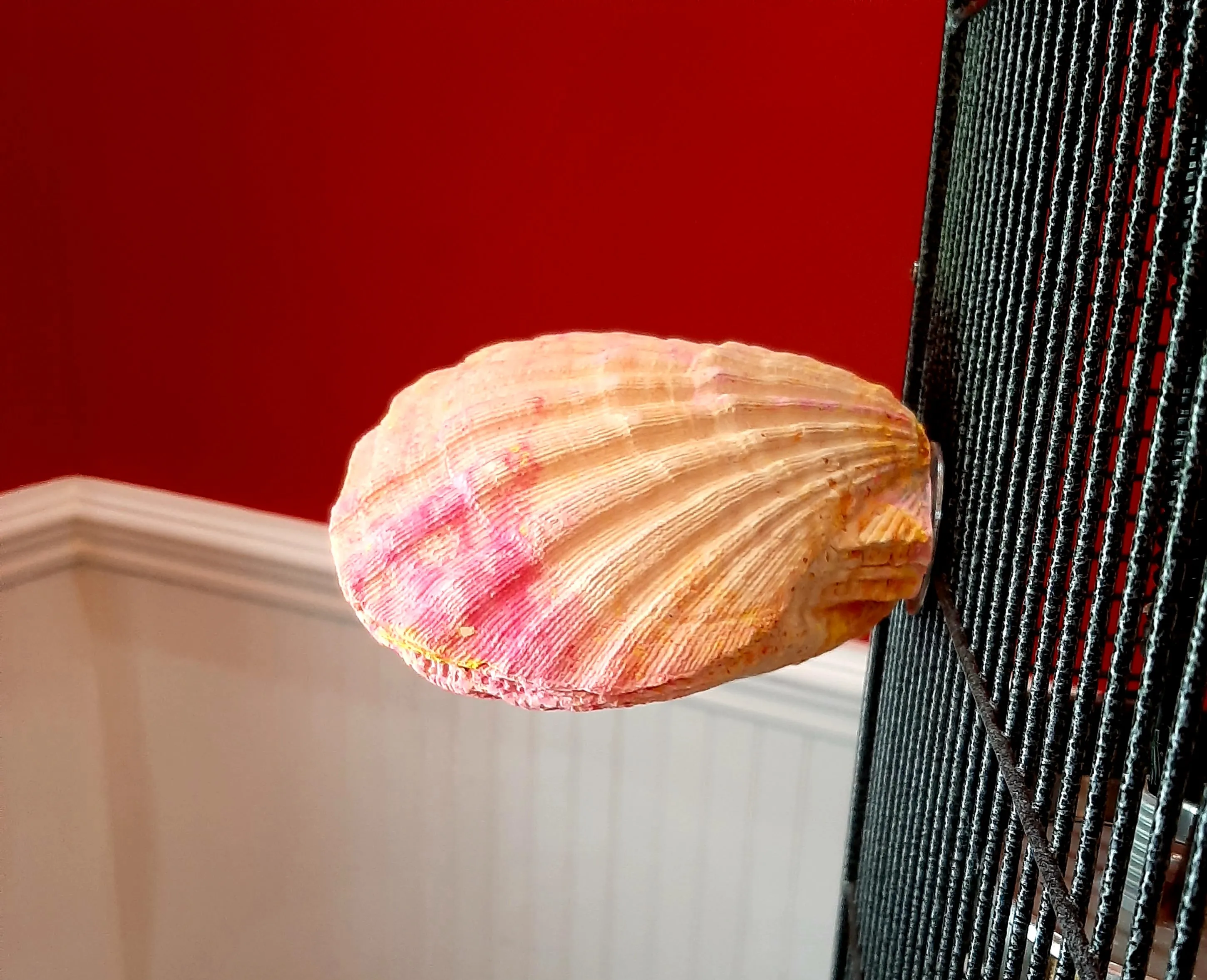 Polly's Comfy Clams