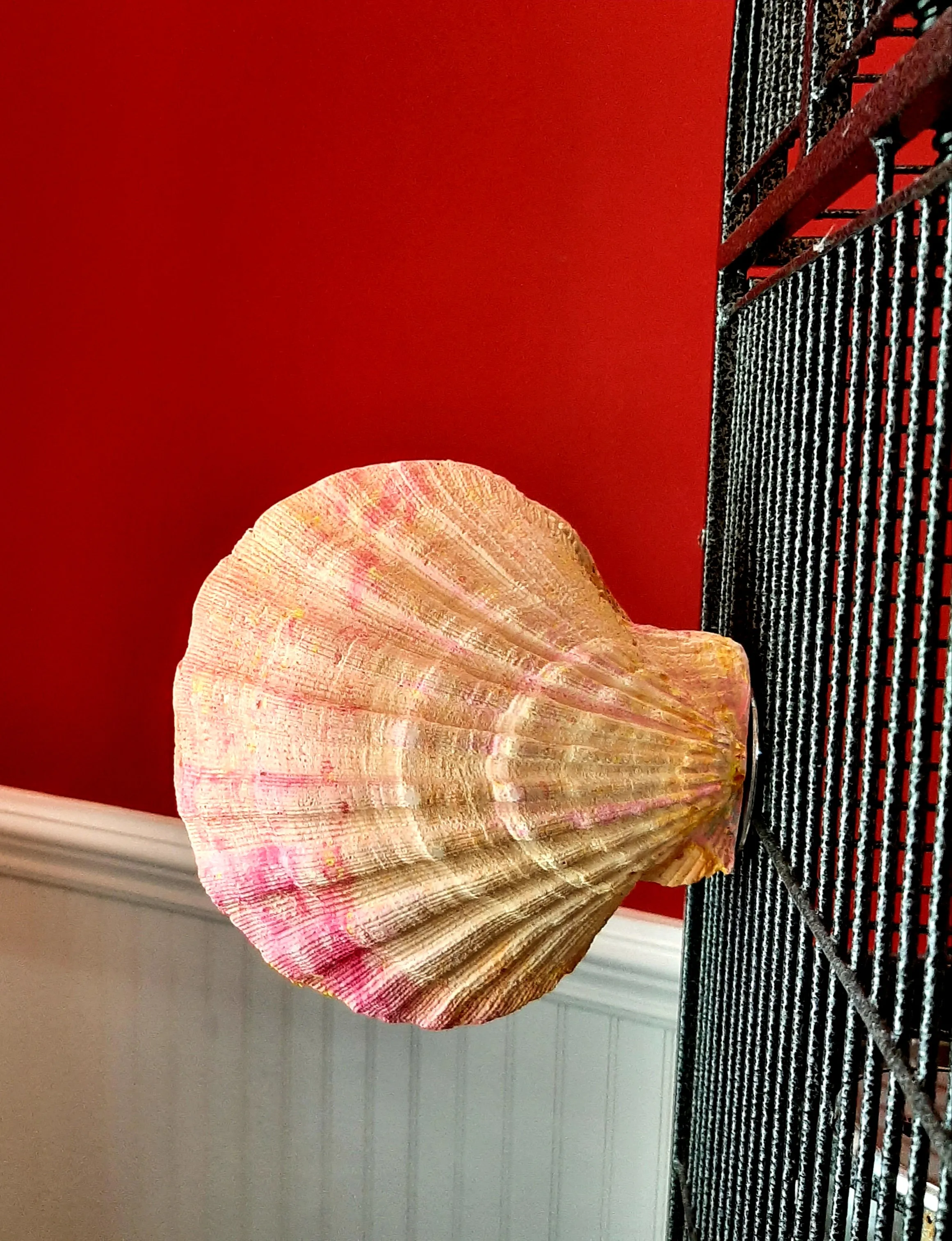 Polly's Comfy Clams